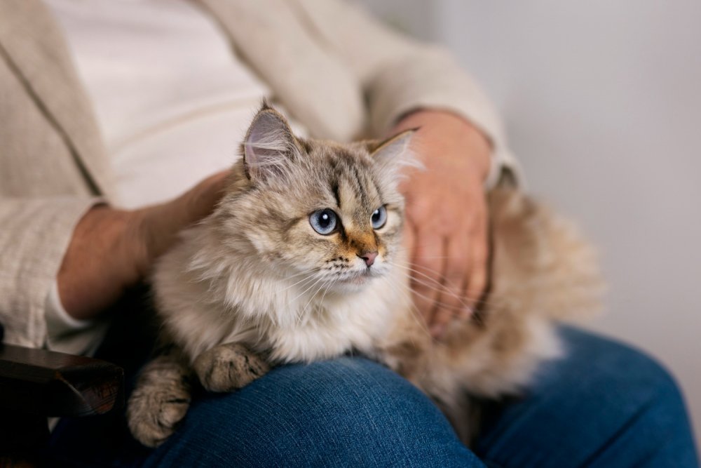 Cat Nutrition