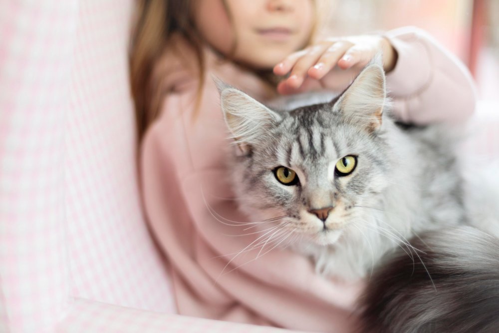 Kedi Sahipleri İçin Ev Güvenliği: Kediniz İçin Güvenli Bir Yaşam Alanı Oluşturun